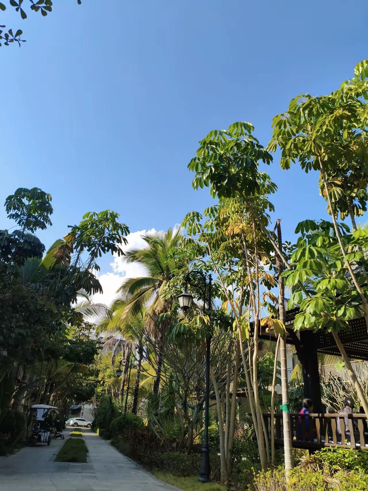 雨过天晴的西双版纳傣族自治州，天高云淡郁郁葱葱，这里太美了。