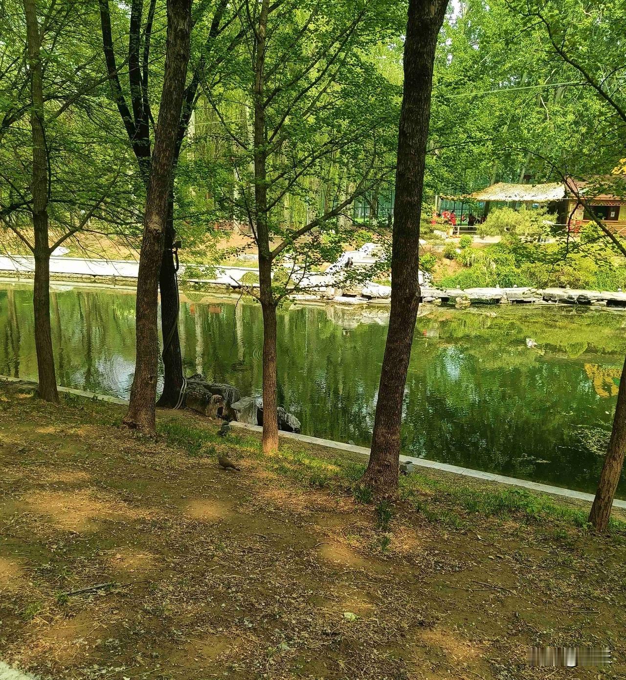 今天是5月1日，星期五，劳动节放假的第一天，我们这里今天特别的暖和，晴天，而且最