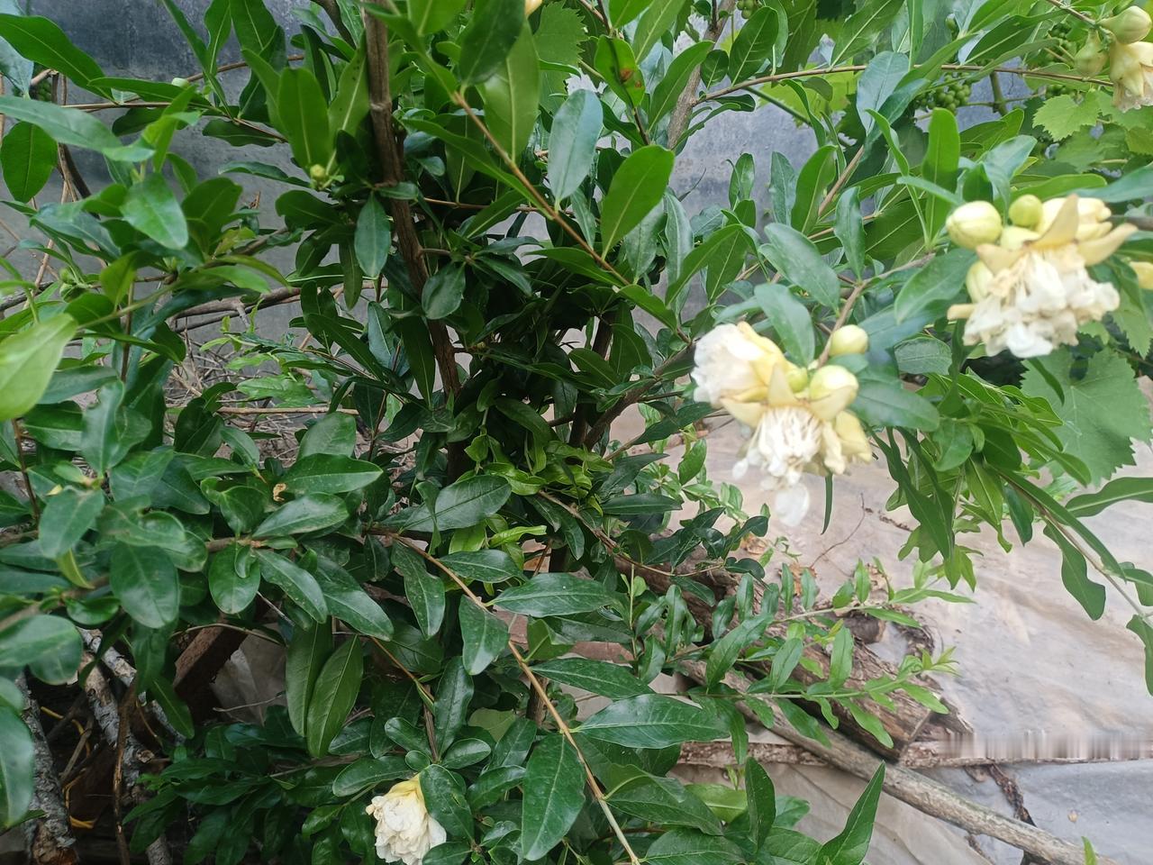 形意拳，
出手的尽头是回劲，
两手互相对拉，就像扯弹簧一样，
没有这个劲，你的拳