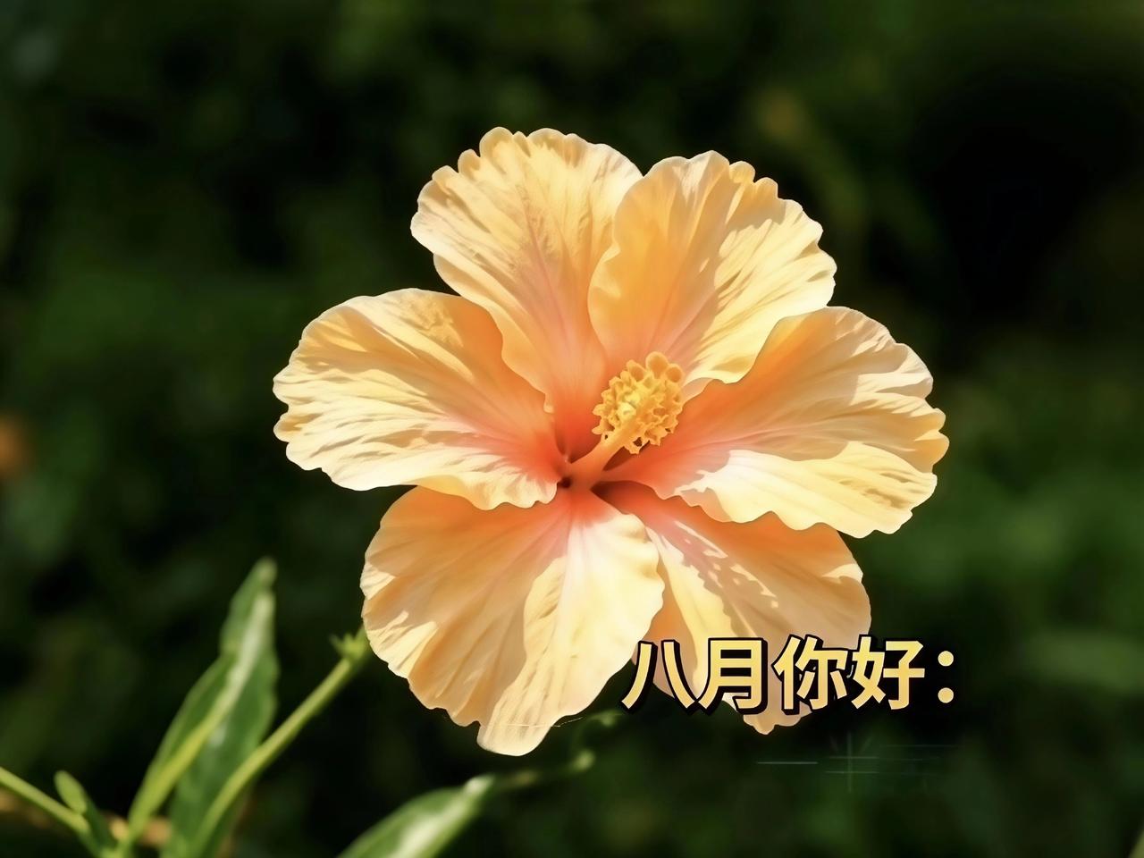 家人们，来参加  晒图笔记大赛 啦！我随手拍的这些花朵，美到炸裂。瞧那粉嫩花瓣层