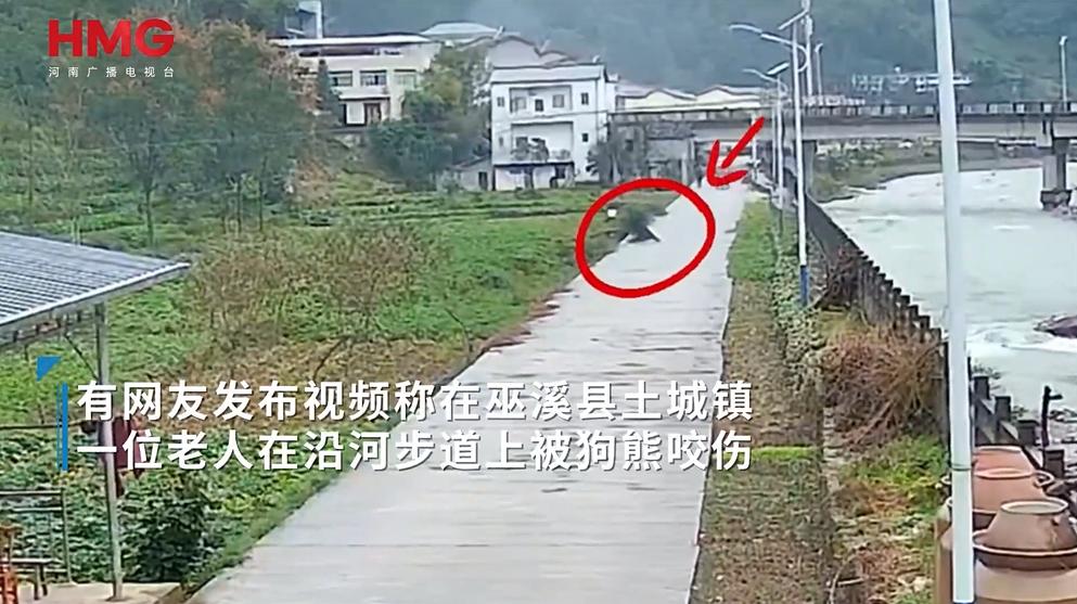 2026 年 10 月 20 日 红星新闻报道，网传重庆巫溪有黑熊下山咬伤老人，