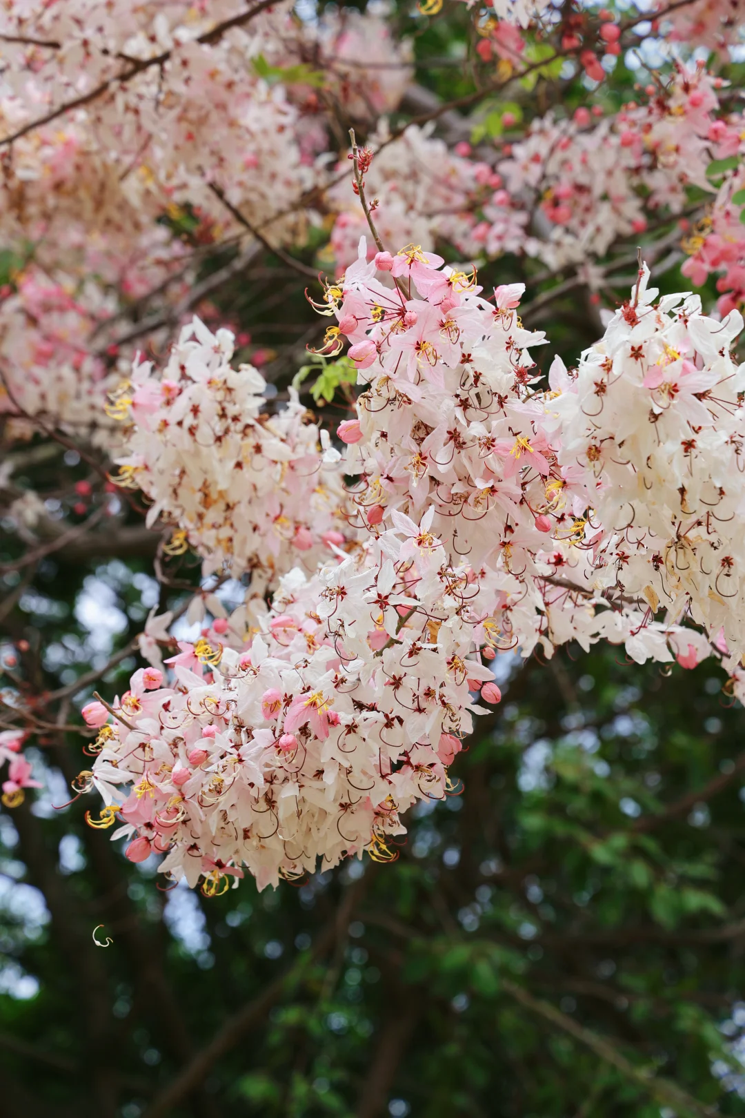 深圳湾半日漫游｜把日子过成海风与诗🌊