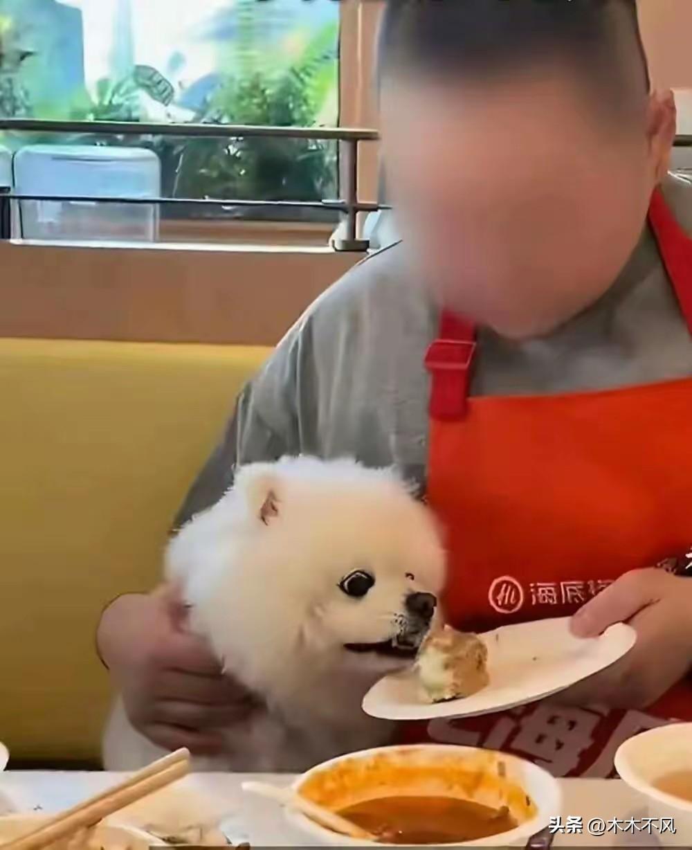 海底捞宠物事件：当服务开始跪向猫狗，人反倒成了次要！
 
海底捞给狗搞专属餐食、