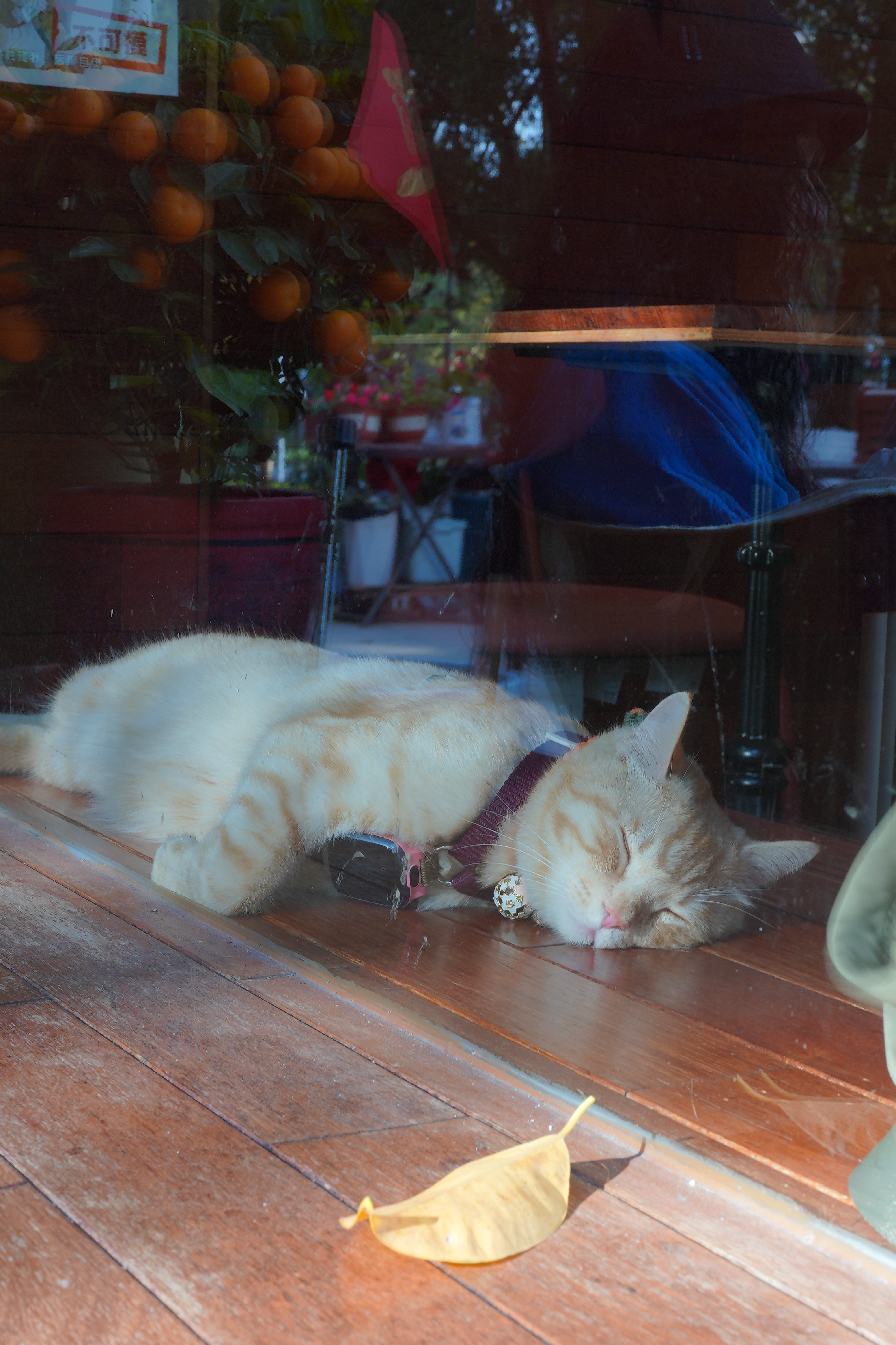 奥巴马称外星人的确存在不意外，存在也是合理的。这有只猫星人 