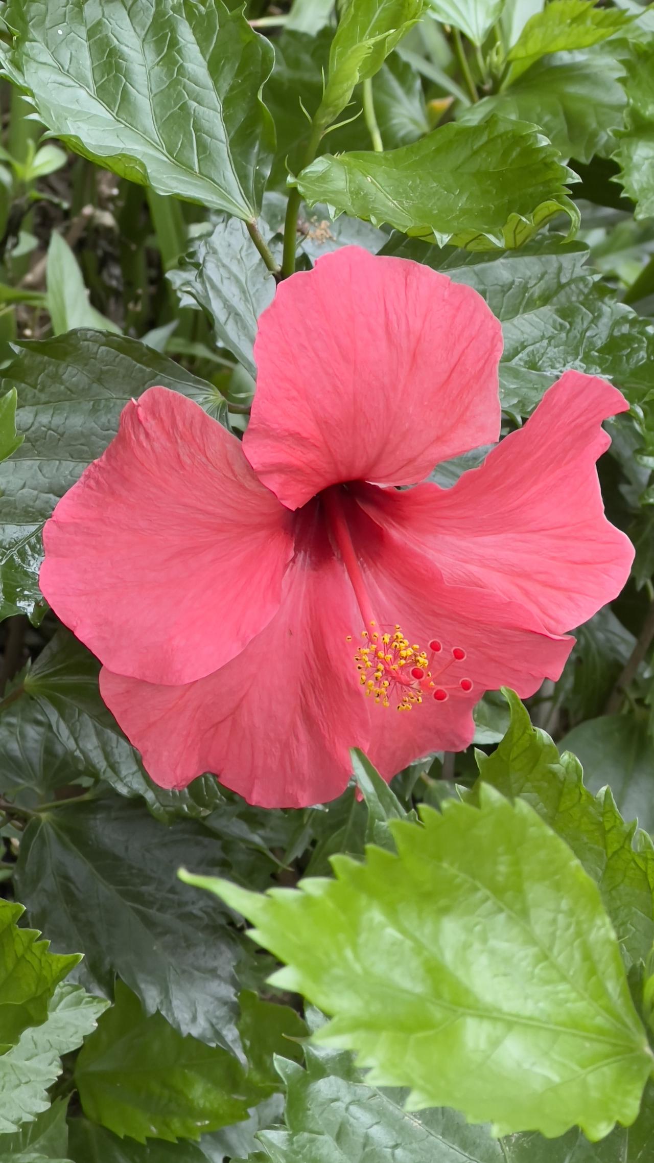 这是我在广州拍摄的靓丽的花朵，它的名字叫朱槿，朱槿也叫扶桑花、佛槿等。
三月的广