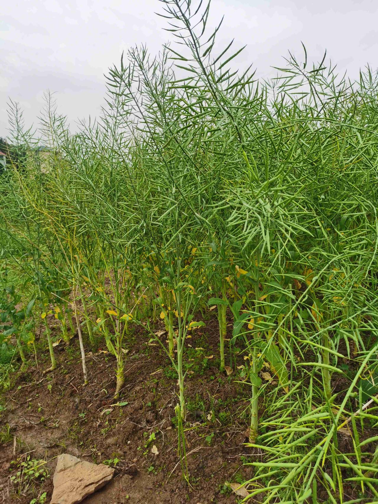 我的今日状态：😭伤心难过
我这里的天气：☀️晴天人到中年

人已到中年，最好的