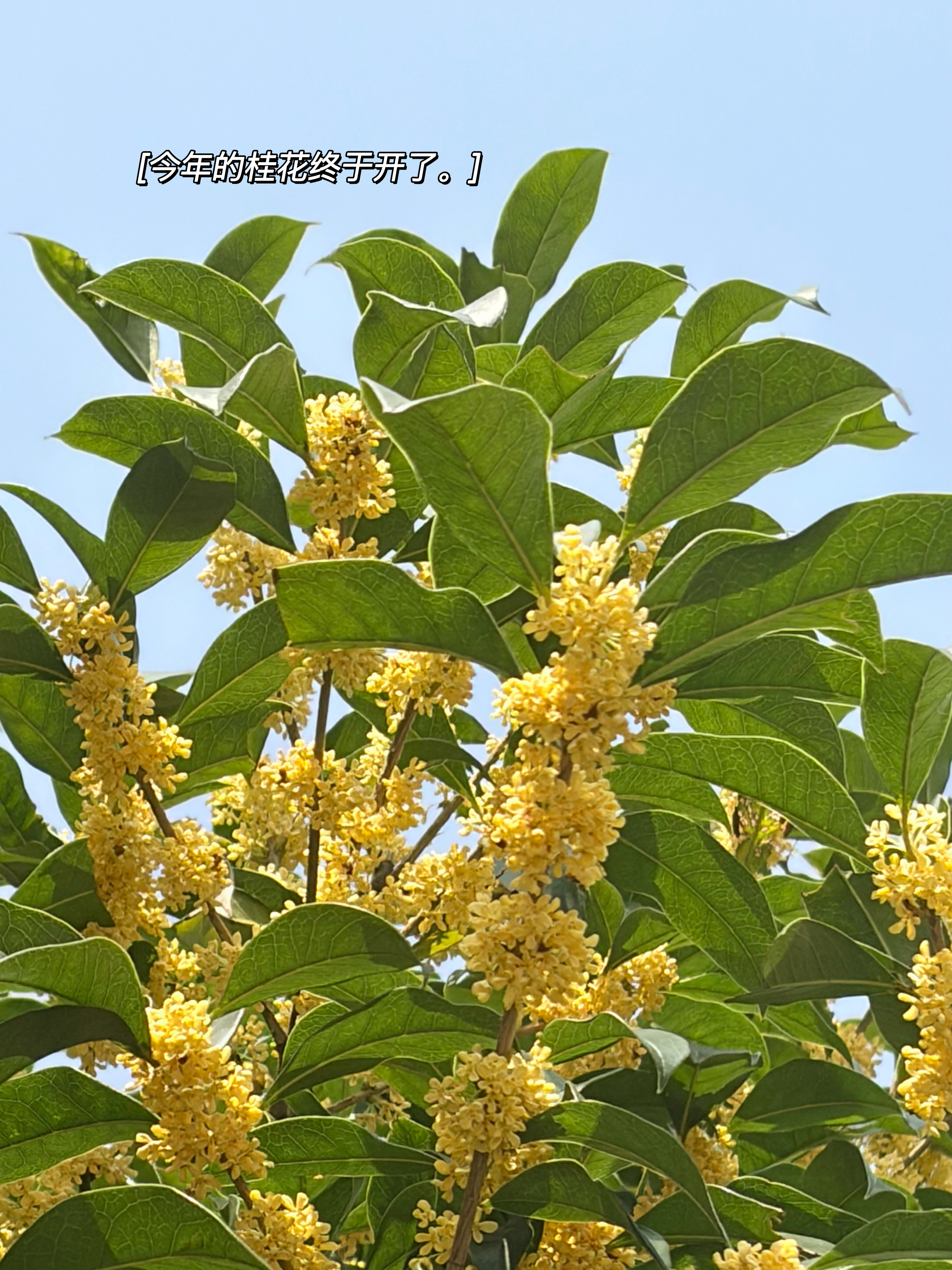 如果秋天有灵魂 那一定是桂花香。🌼😊💛风里已有桂花香日常碎片plog ​​