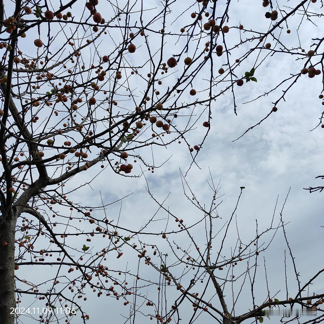 这个到不了25天了，不是我忘了打卡，我是每天都打了卡的，但是头条计数就是少了一天