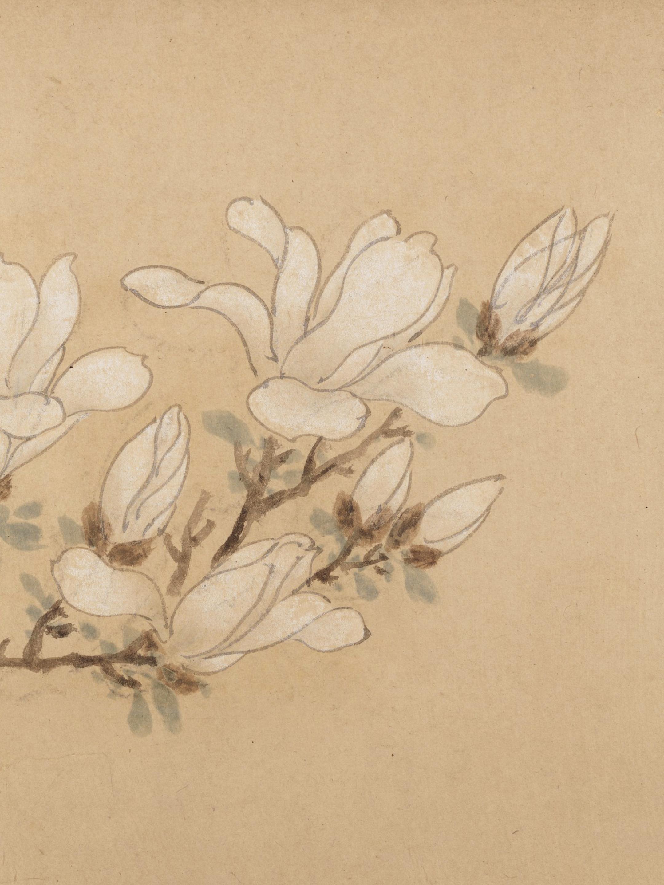 春有时尽｜玉兰驻于试花之际。🌊 嘉靖己酉三月  庭中玉兰试花  芬馥...