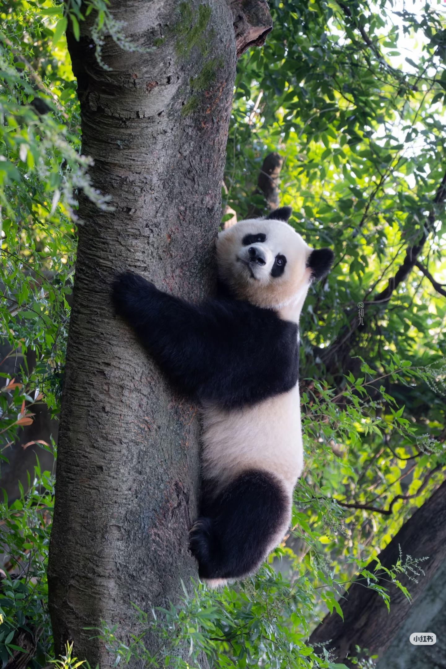 存几张润润的壁纸～看表情还是那个倔强小狗