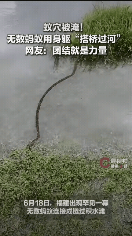 真的被大自然狠狠震撼到!福建一位网友出门路过积水路段，发现水中草垛连接到岸边的位