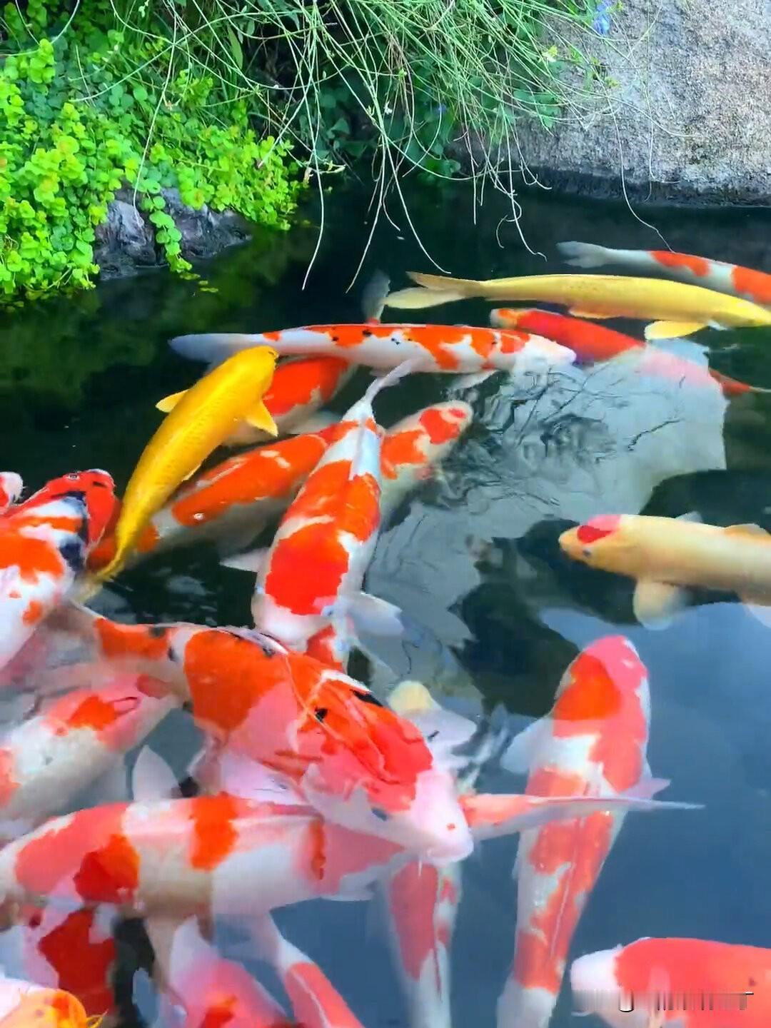 家庭锦鲤养殖密度多少合适?
这是很多粉丝家人会问的一个问题，家里的锦鲤鱼池到底养