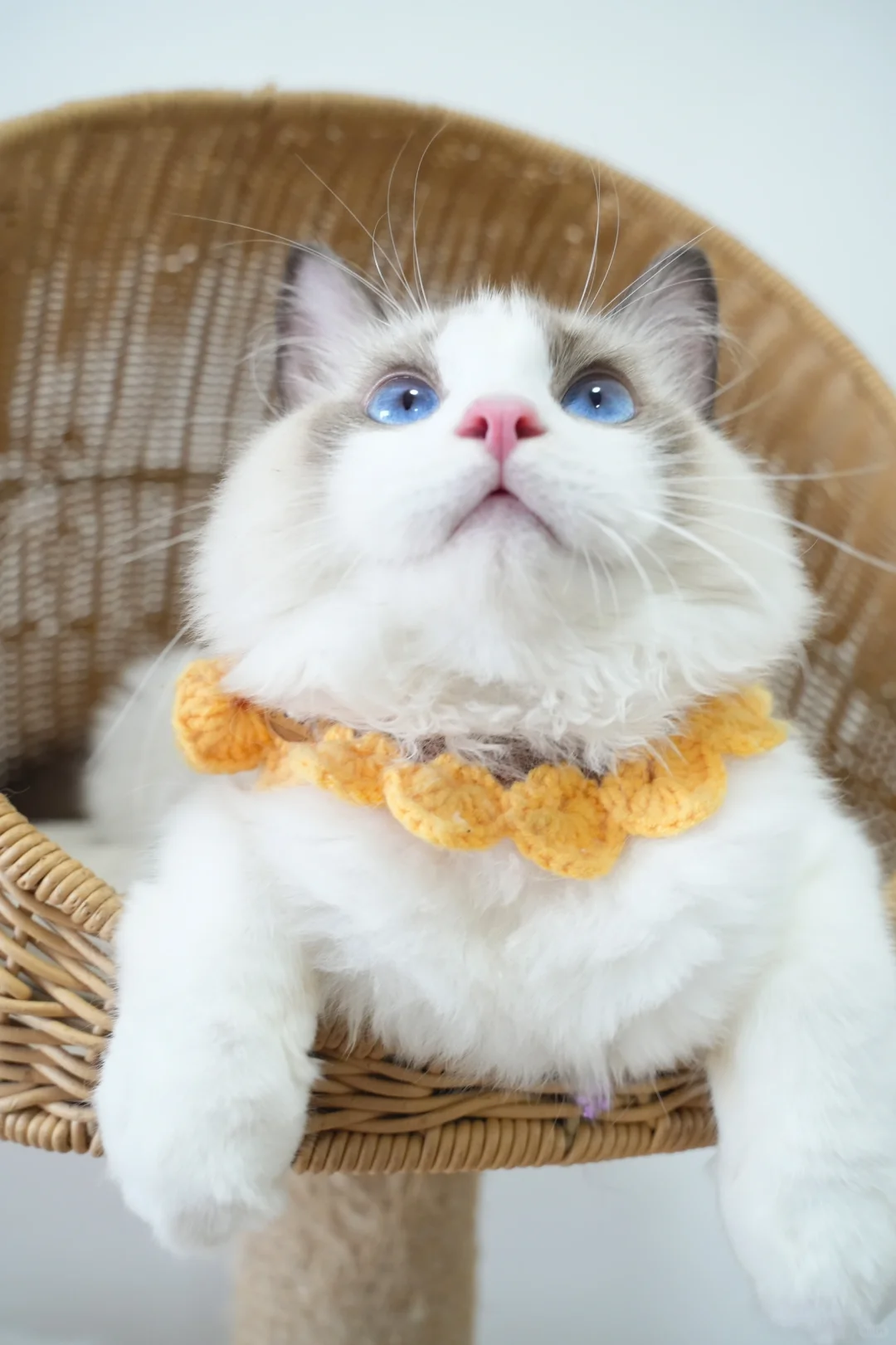 看着就没有心眼的猫猫｜深圳布偶蹲家
