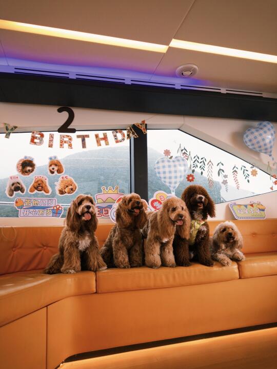 🐶汪汪号游艇出海啦🚢