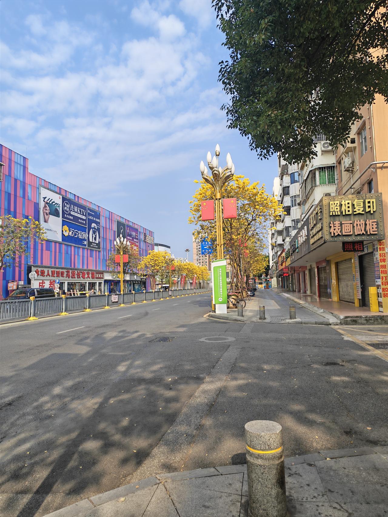 今日经过深圳光明公明广场的附近一条路，风铃花全开，很多人路过都忍不住停下来拍照，