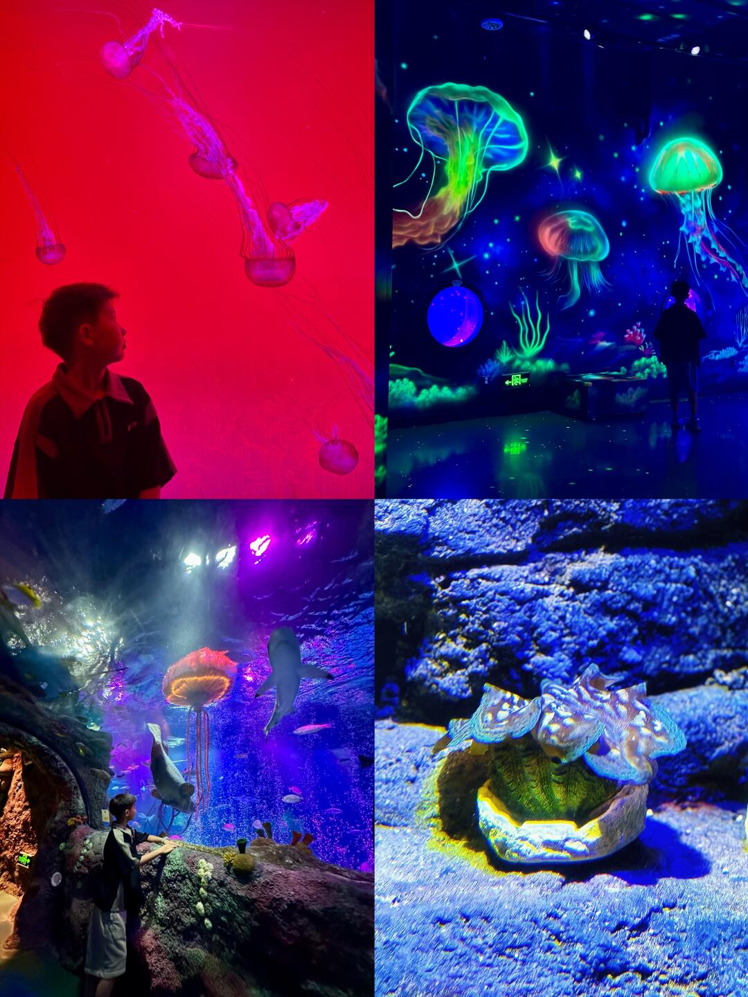 求助！沈阳宝妈们，还有谁没带娃见过砗磲啊？