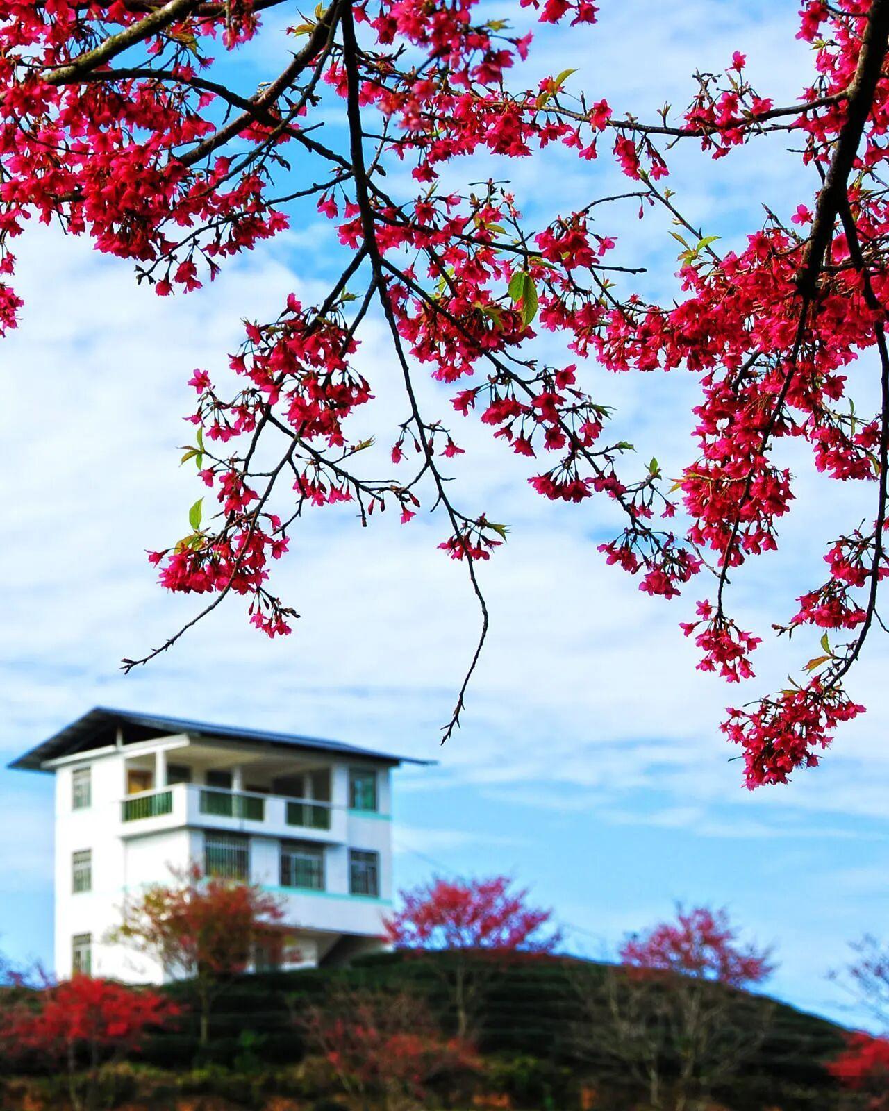 循着一缕茶香，邂逅神州大地最美的春天🍃从福建漳平茶樱共生的浪漫山野，到婺源徽州