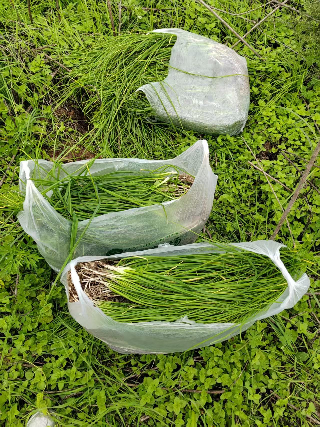 渭河滩处处都是宝
10月22日，今天陪家人来到了西安临潼区的渭河段，沿着河堤路驱