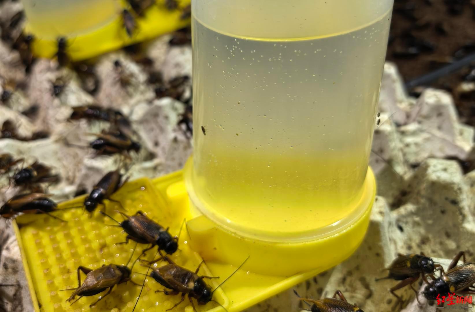 #你喝的蛋白粉可能是蟋蟀做的#【小蟋蟀大身价，加工成蛋白粉每斤可卖近千元！探访蟋