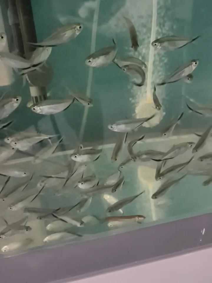 上联:桥下有水水追水
下联:路上有车车赶车
下联:水中有鱼鱼戏鱼