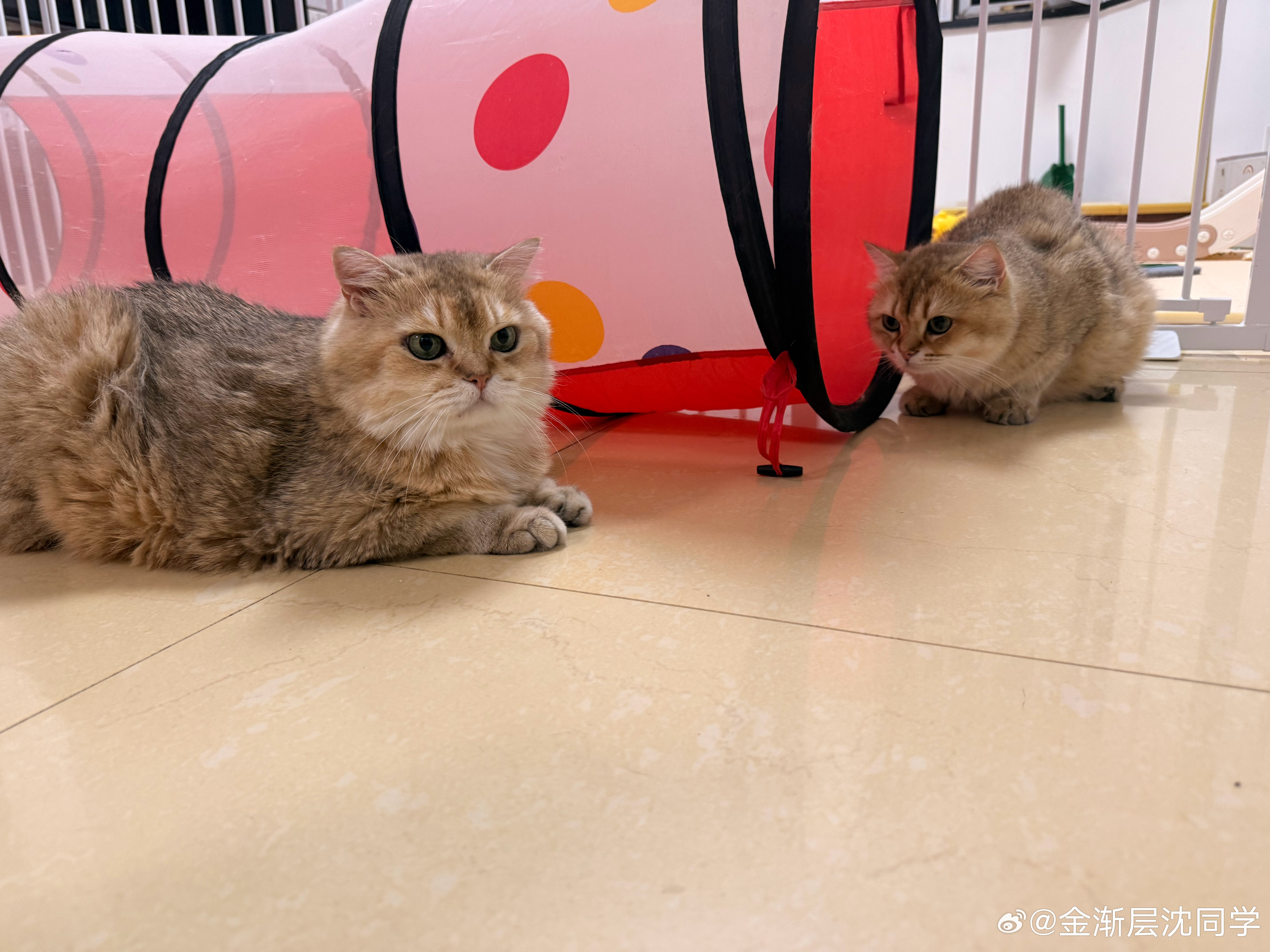 肉包要搞偷袭萌宠猫咪