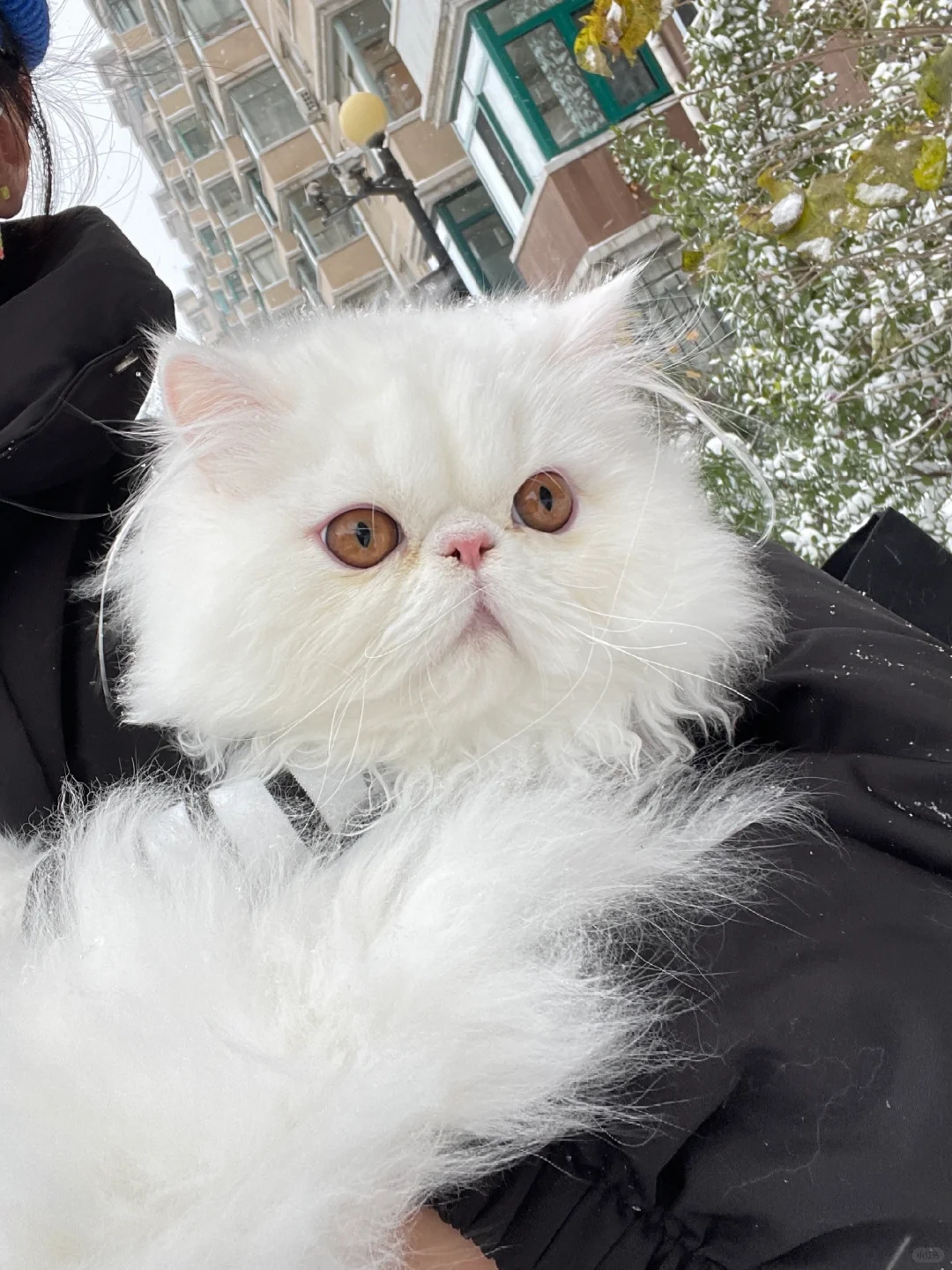 怀念！你会带猫去看雪吗？