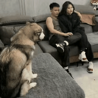 这狗粮撒的连狗都看不下去了[捂脸]