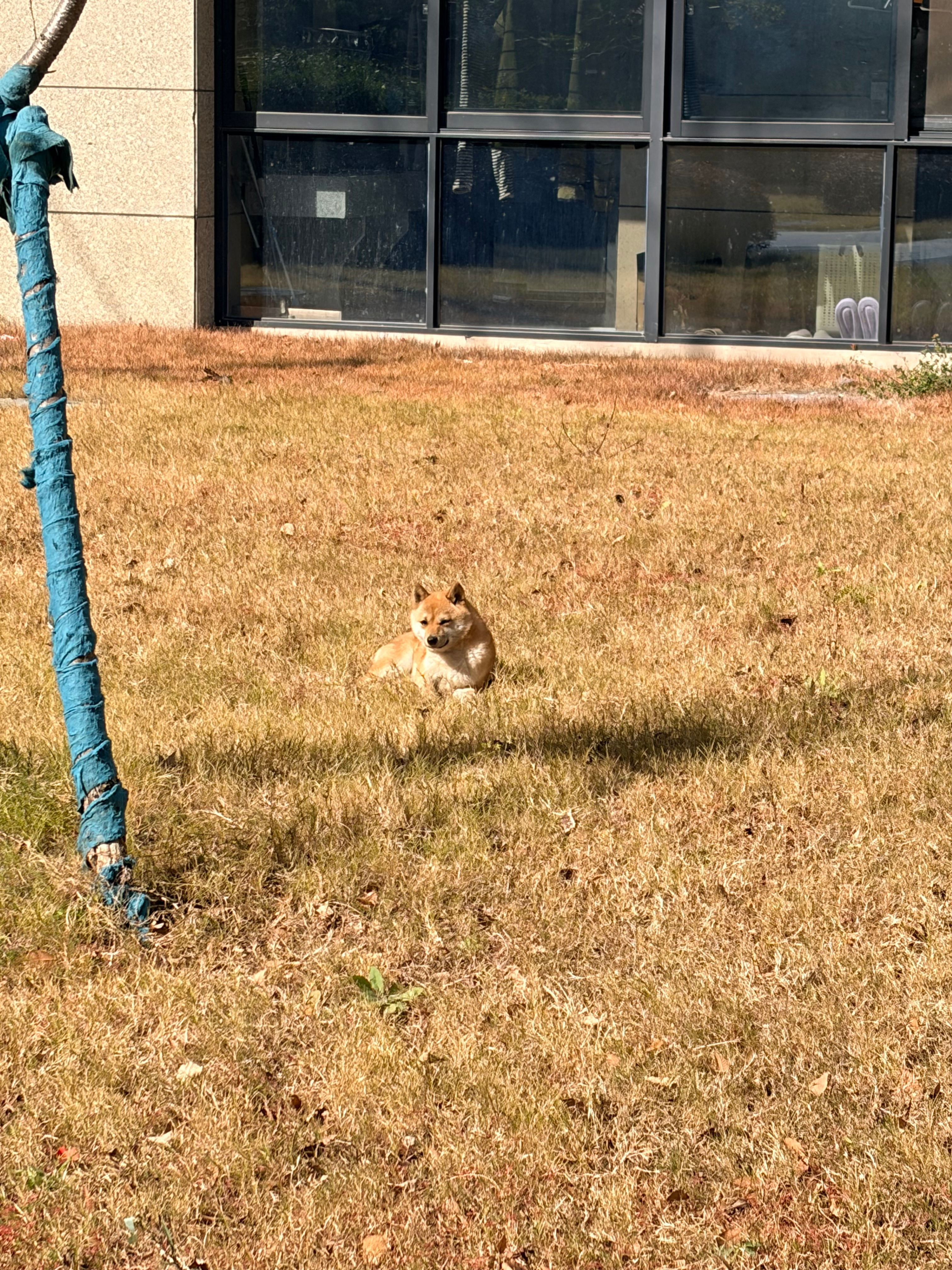 黄岩 去年的小黄 今年的小梅 