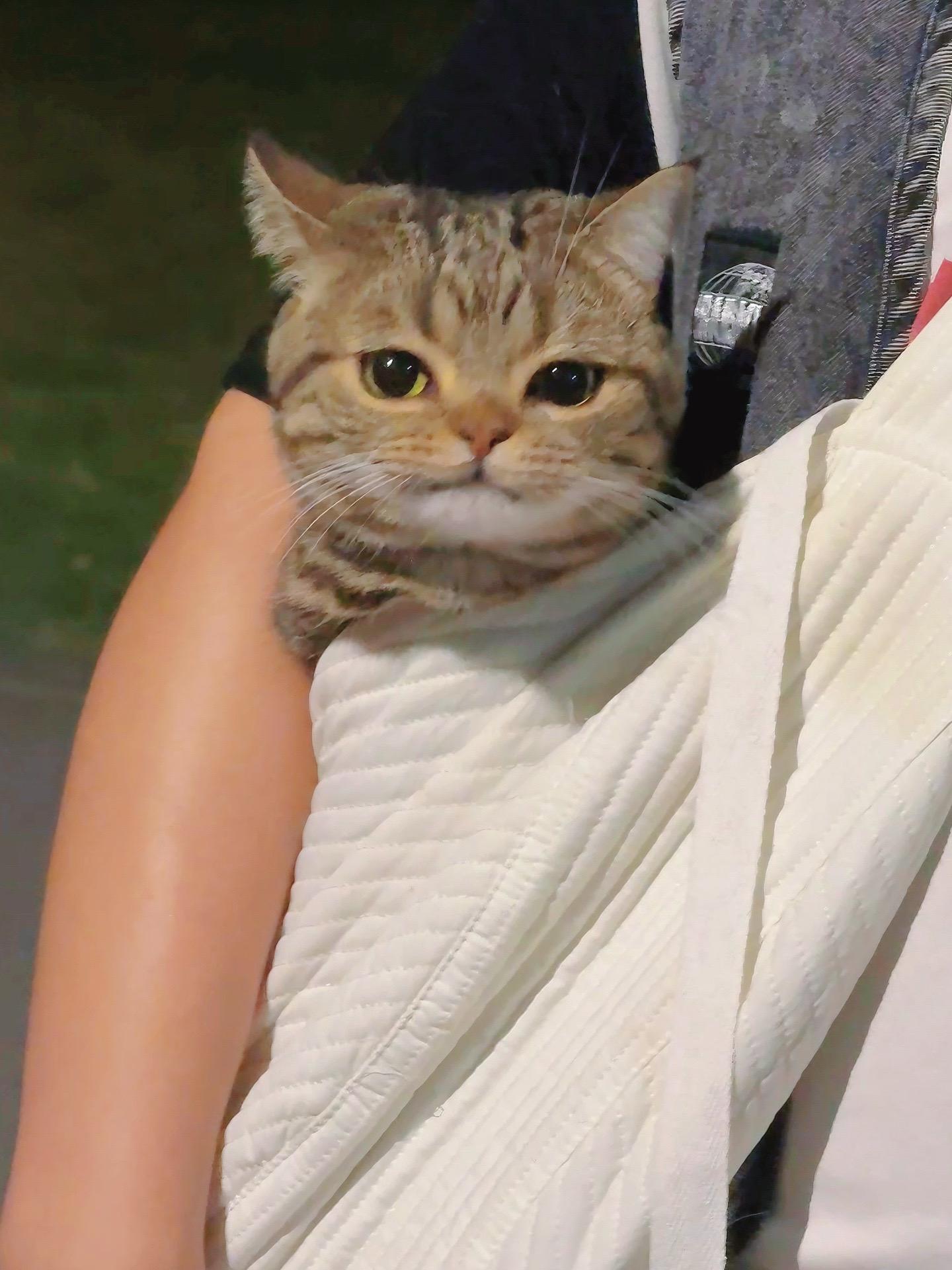 偶遇一只猫怎么看起来凶凶的！但是很可爱的那种凶！！！