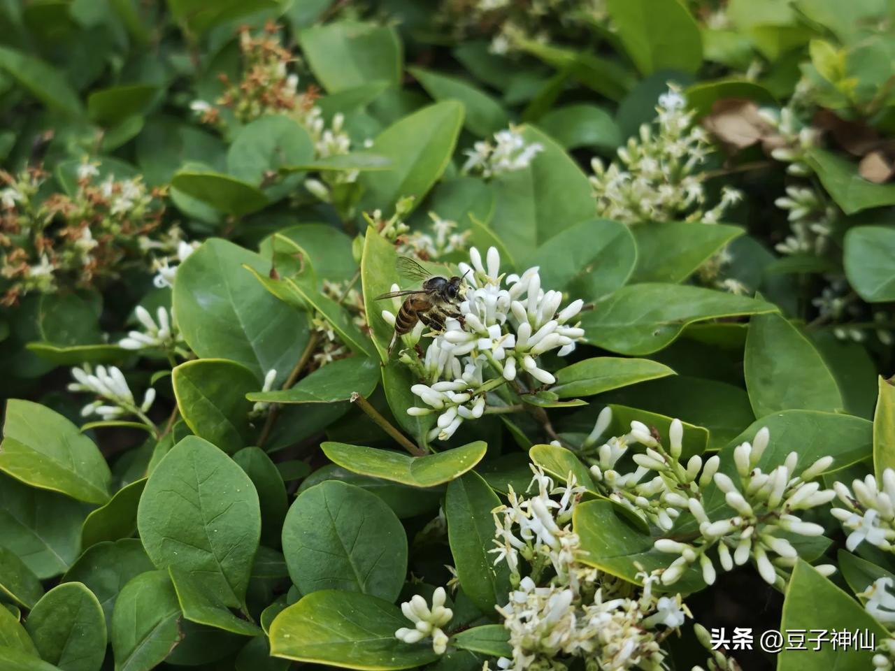 我的摄影记录一组小蜜蜂，抓拍不易，请多支持[祈祷]分享一张你最近随手拍的照片吧 