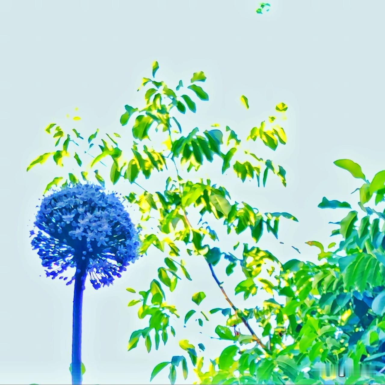 拍的像水彩画。
被我捕捉到了，一棵洋葱花与树相呼应，没想到效果这么好。
美就在身