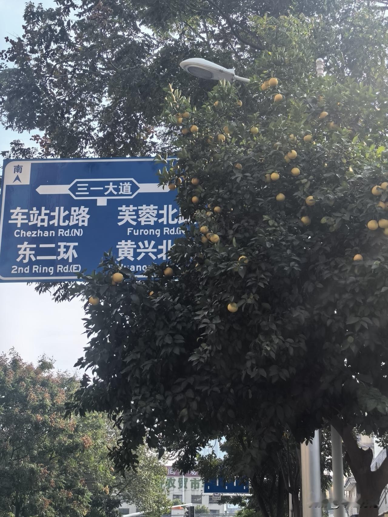 人们总是匆匆忙忙地埋头赶路，却无视路边如此美好的风景，硕果累累挂技头，煞是喜人。