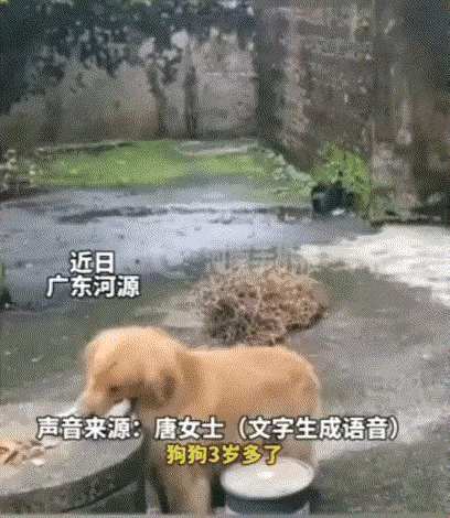 一趟带娃看病的出门，回家翻看监控之后，女主人当场抱着自家金毛红了眼眶，这份懂事真