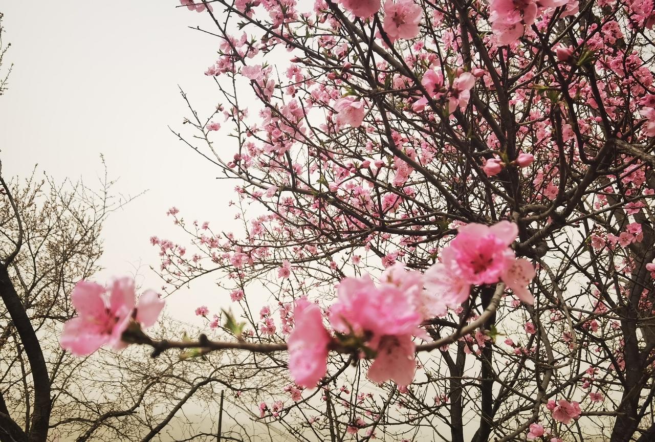 发一张你相册最近拍的花在路边看到一颗桃花树，随手拍了一张，这花，美吗？
