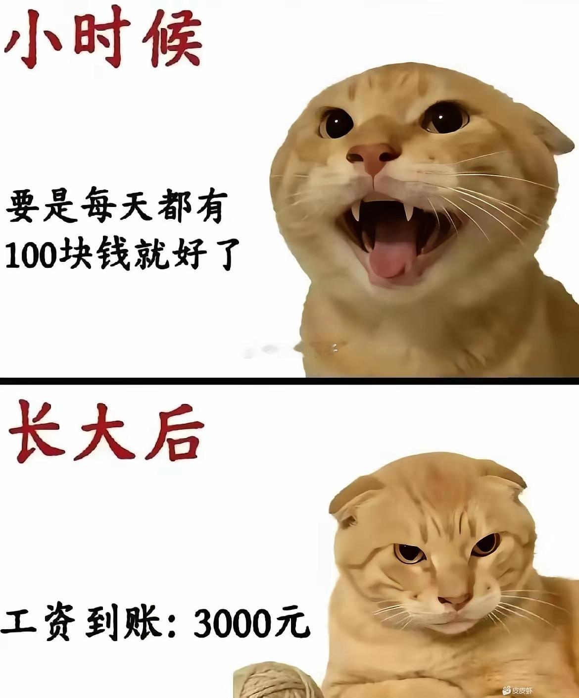 [喵喵] ​​​