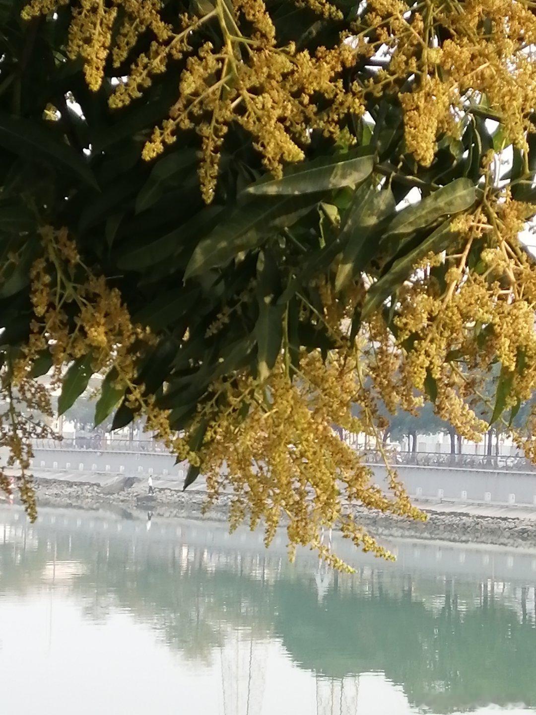 生活手记绿化带的芒果树，已经开花了🌸🌸🌸🌸 