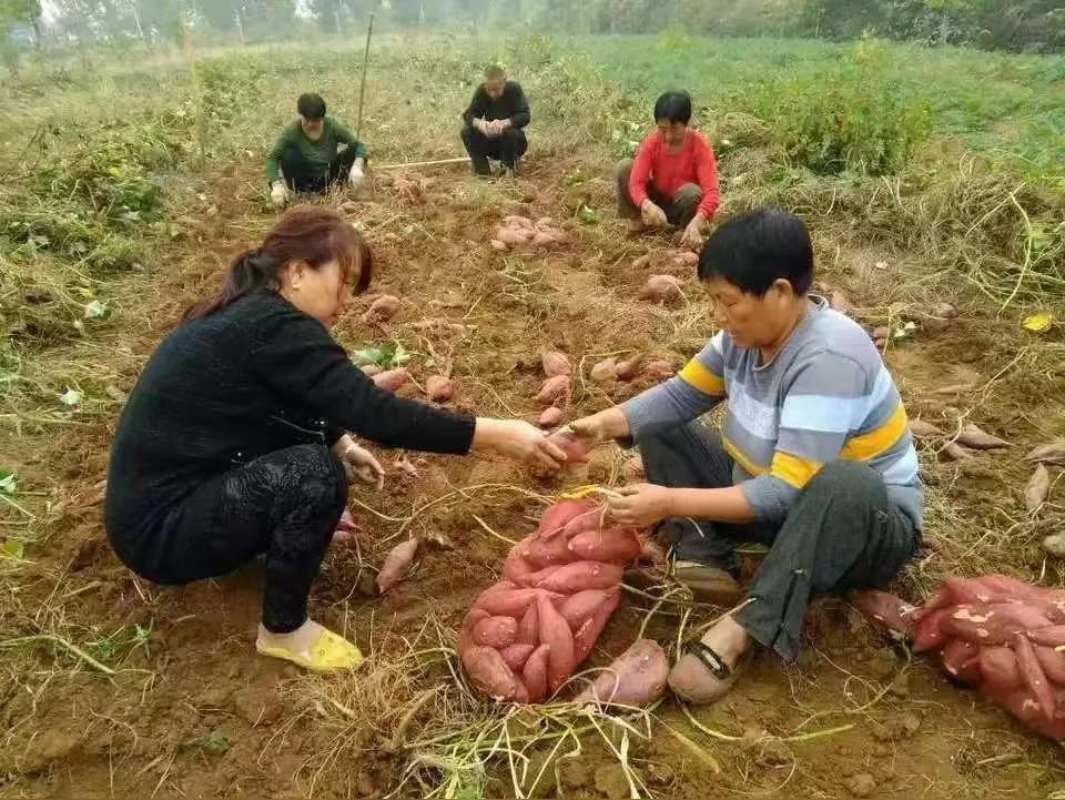 生产队趣闻
上了年纪的人包括知青，大多在生产队里干过活，记工分。我们这个生产队的