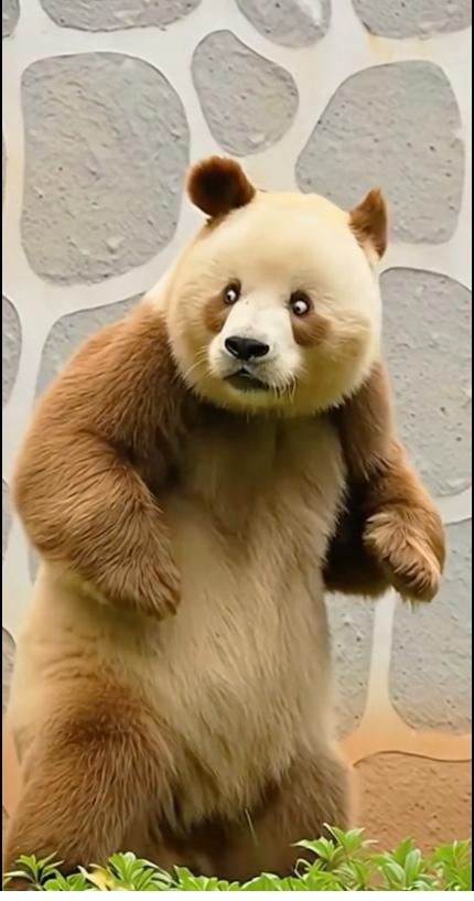 把大熊猫七仔拍成了特务一样，把雪豹一胎生成四胞胎。尤其那个令人喜爱的大熊猫七仔，