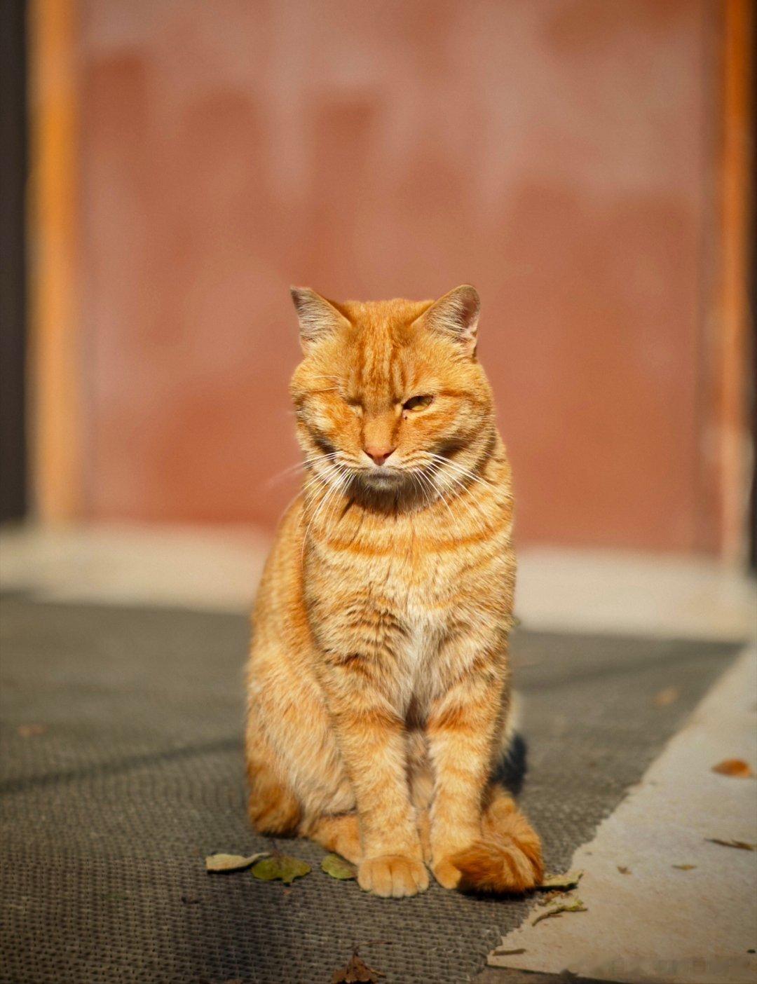 看看，左边是橘仔，右边是橘三！ ​​​