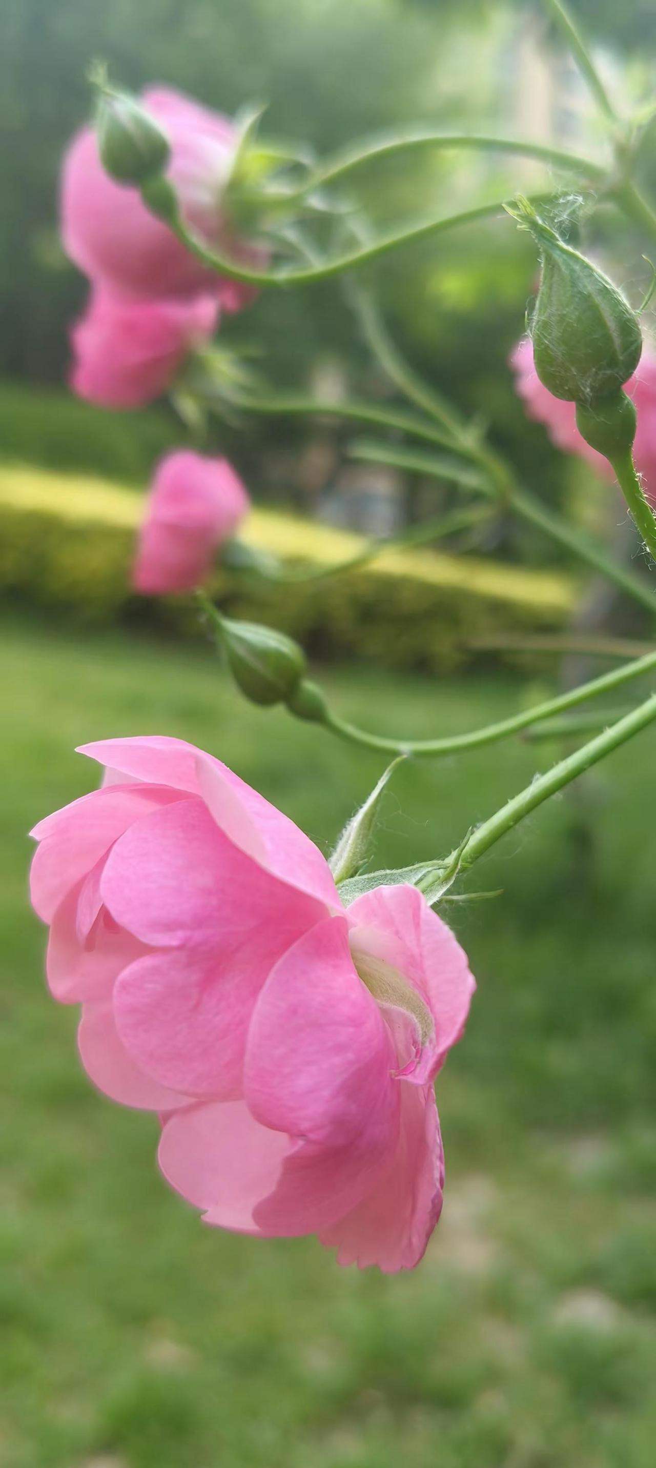 “桃之夭夭，灼灼其华”，粉瓣轻摇，春意盈袖🌸🌿