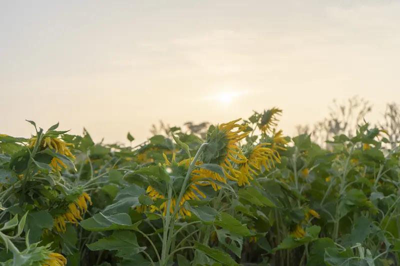 晨光迟暮，温柔依旧。清晨，雾霭弥漫，轻柔如梦，宛如大自然赐予的薄纱。将这清晨的雾
