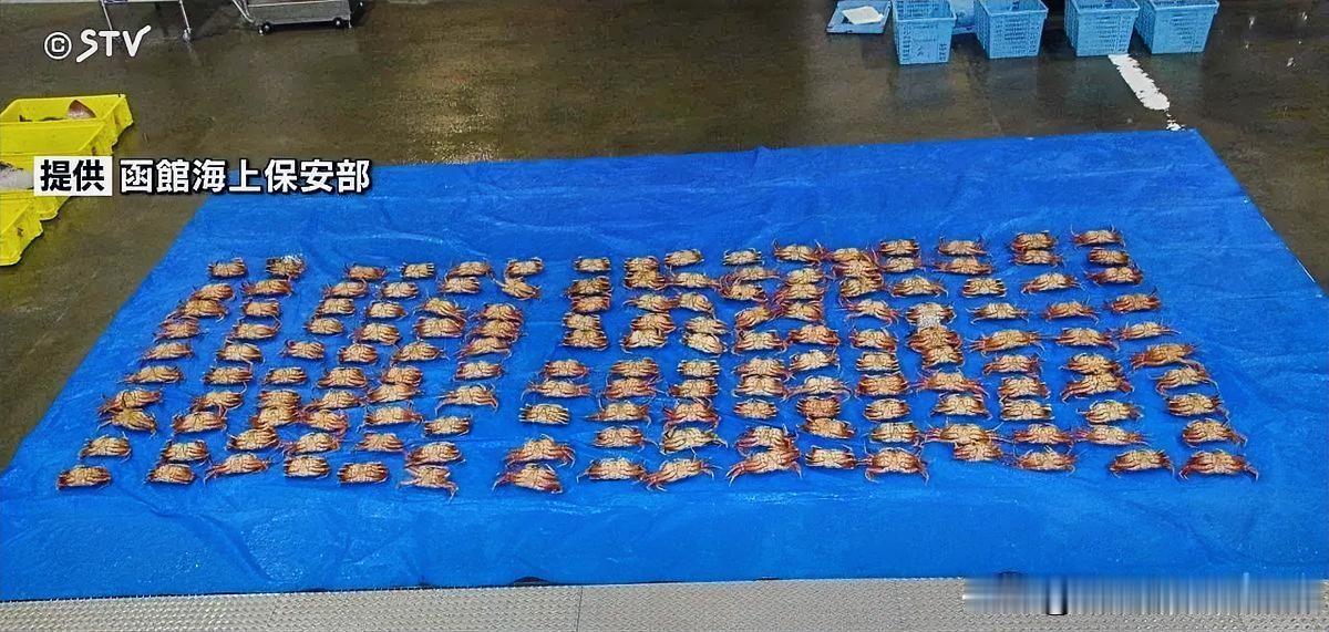 日本警察的传统做法，赃物要排列的整整齐齐供媒体拍照！这不一对日本父子非法捕捞的1