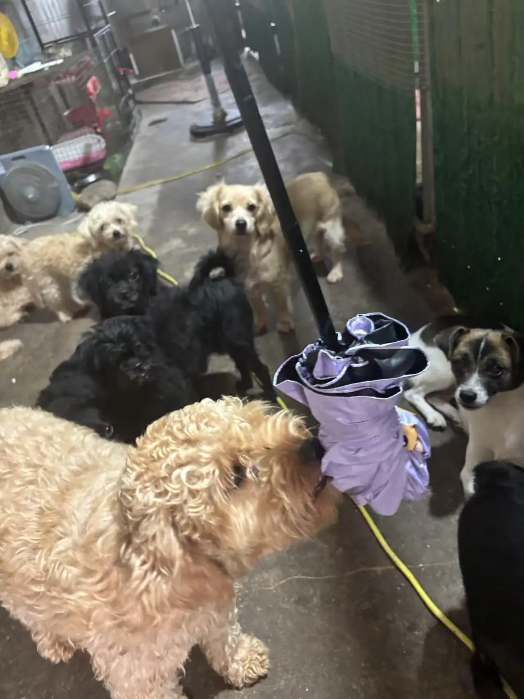 买一把伞 为流浪的它挡一场风雨