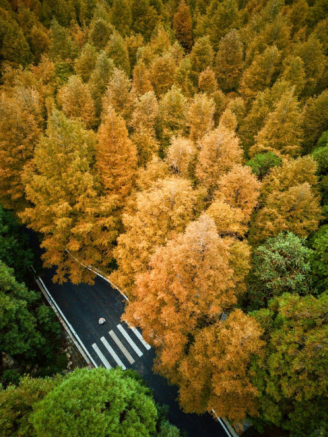 重庆山王坪｜重庆醉美的秋天来了🍂