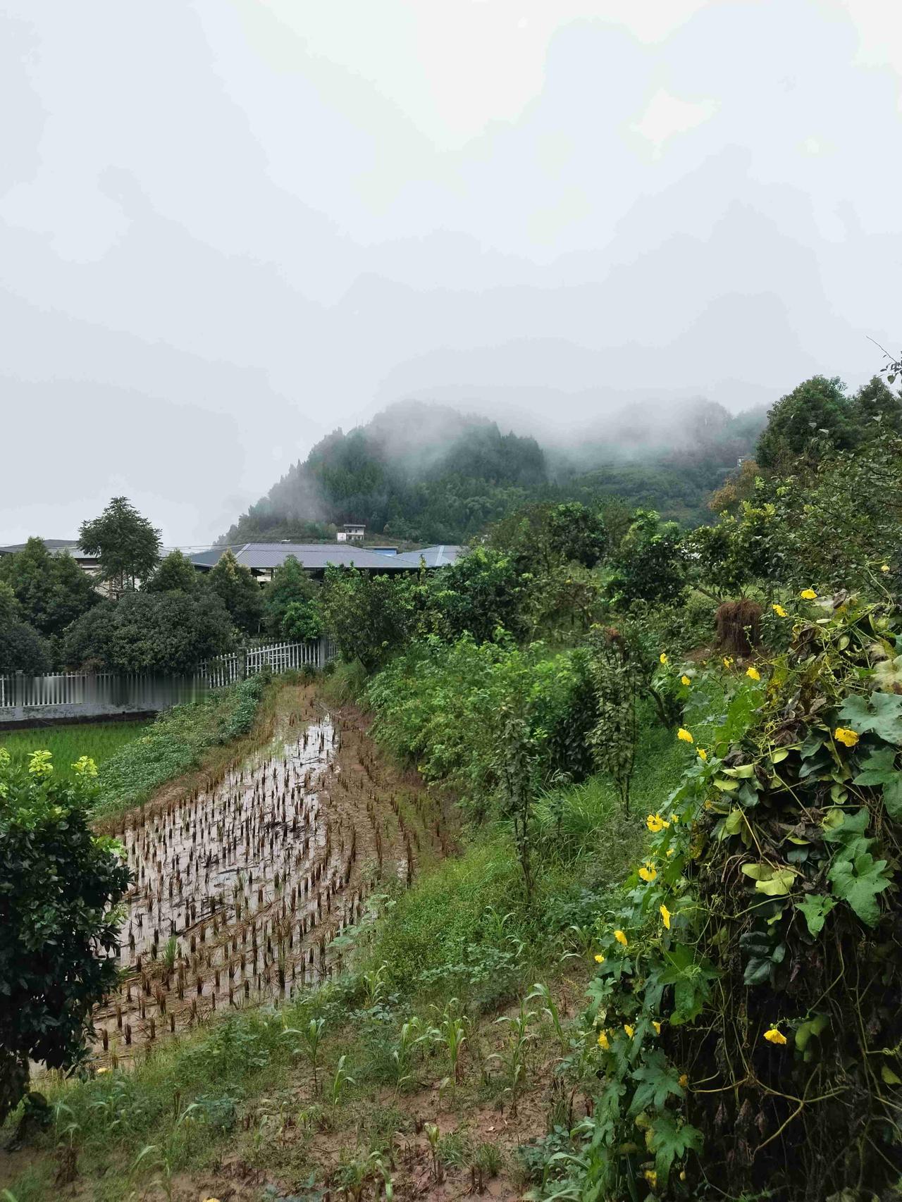 我的今日状态：🤧小感冒
我这里的天气：☁️阴天