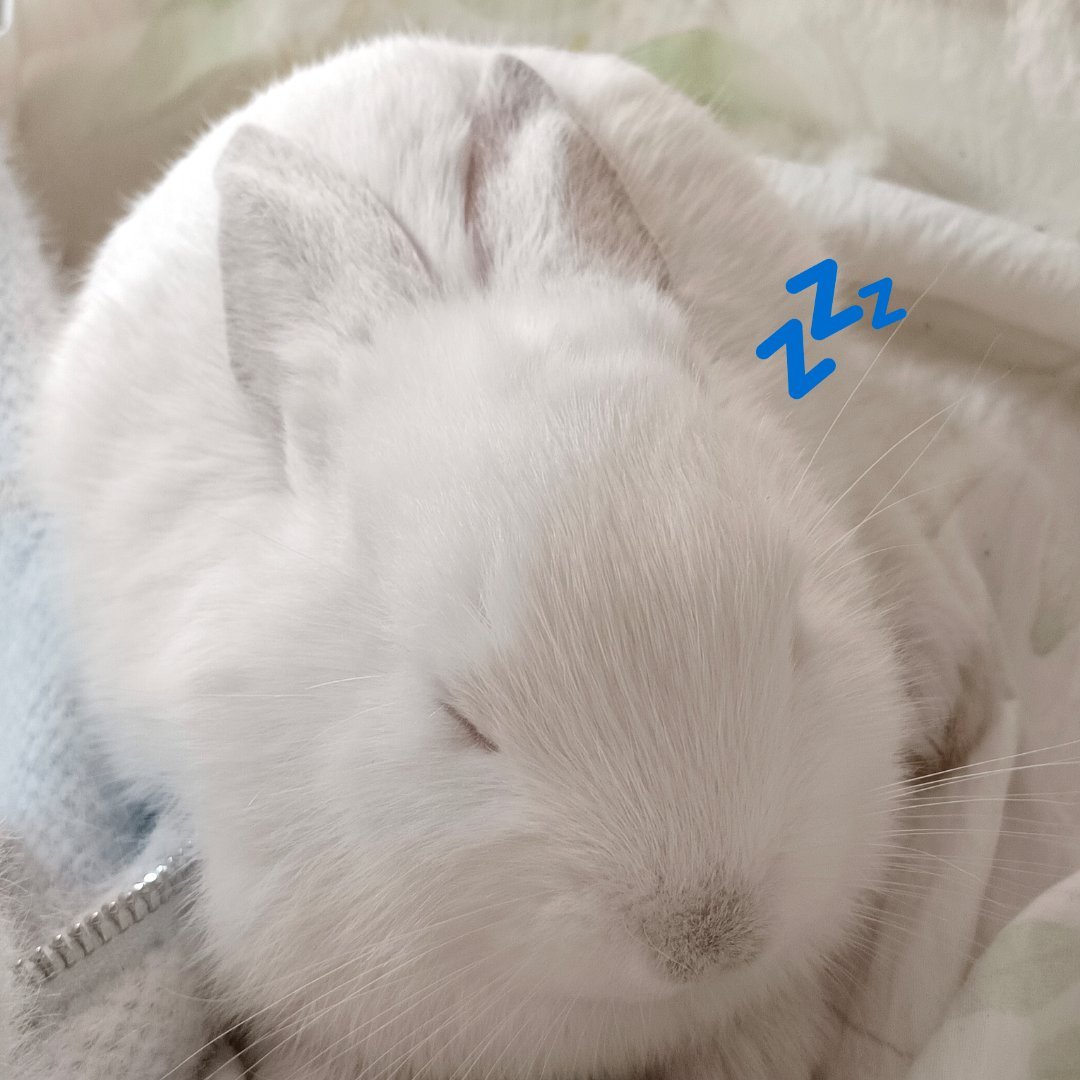 想念一只外婆家的兔兔 ​​​