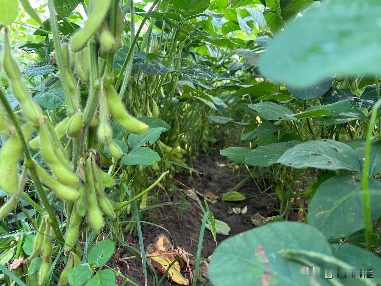 菜友们早安！ 
👨🏻‍🌾今早到园地看看毛豆田 
阿隆老师的毛豆即将开始采收