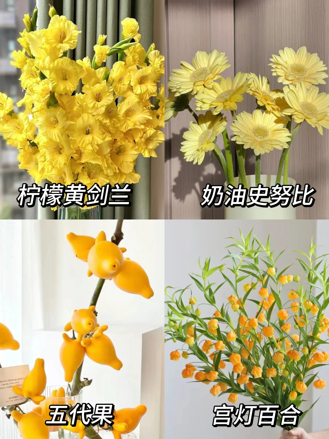 每日识花系列|一次性认识16种黄色花材