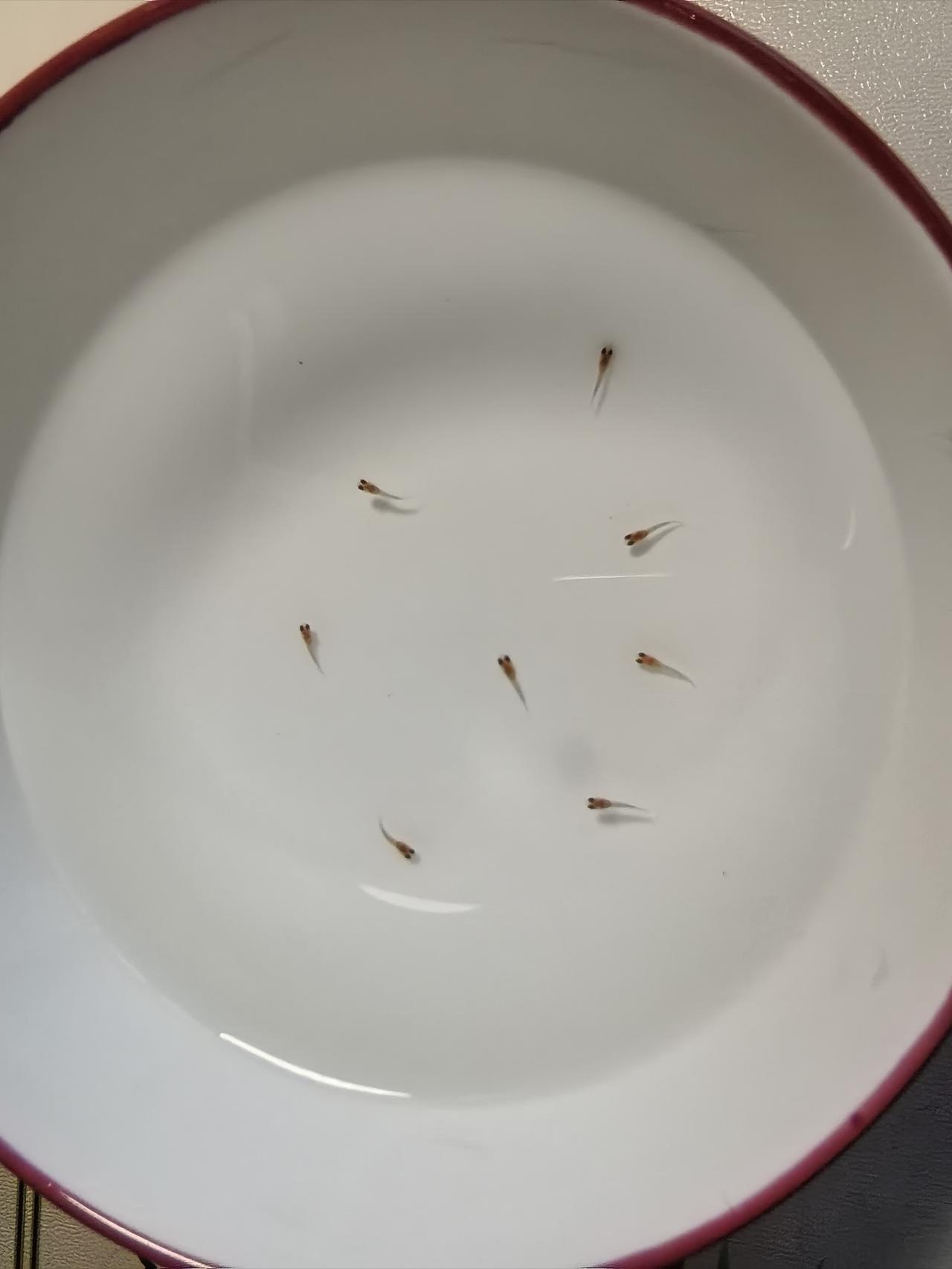 可怜的小鱼
今天我家养的母鱼生宝宝了，母鱼很辛苦接连生下了8条小鱼仔，本来我爱人