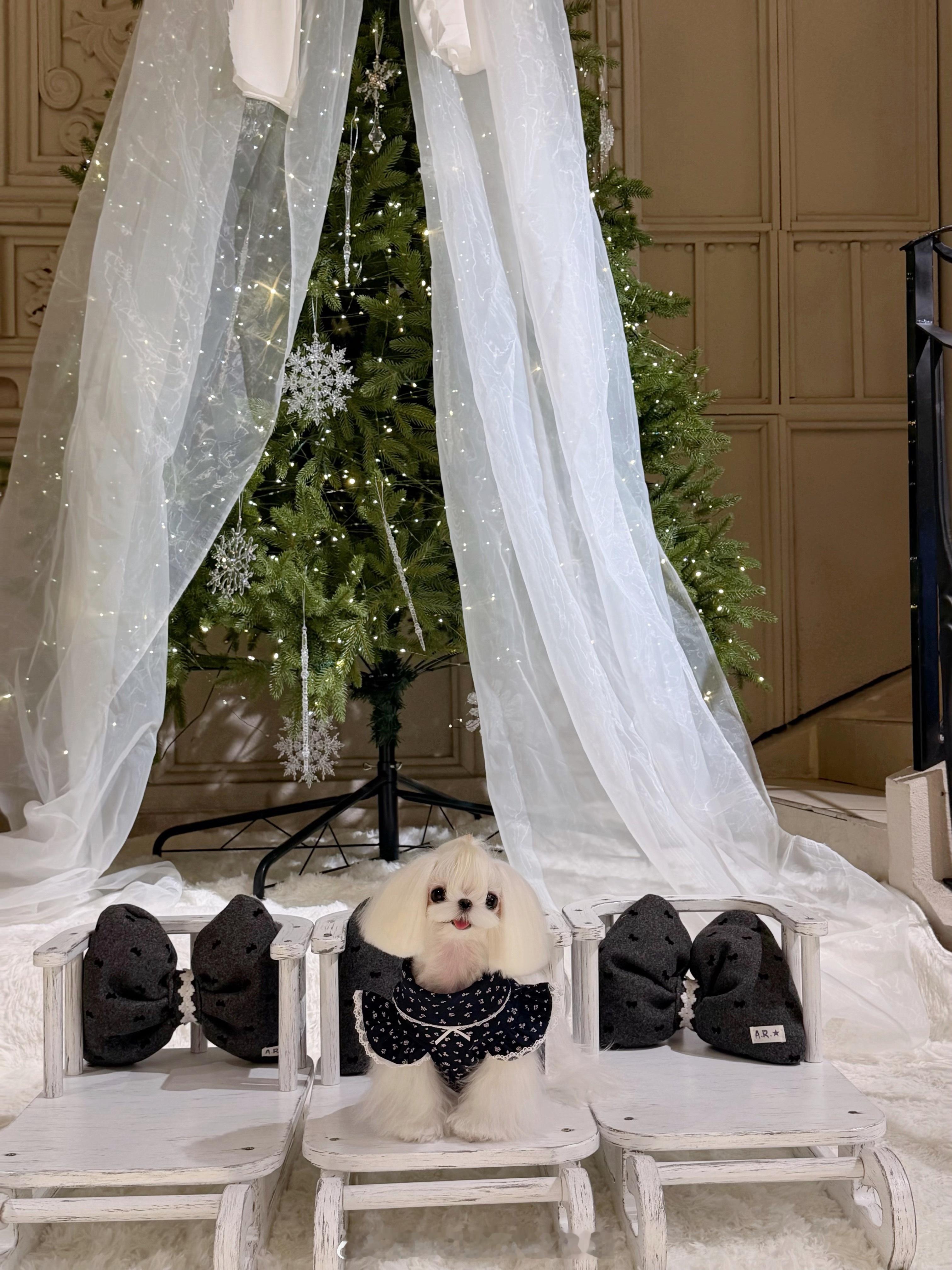 🎄⸝⸝⸝𝑗𝑖𝑛𝑔𝑙𝑒 𝑏𝑒𝑙𝑙𝑠🐶.❅马尔济斯 深圳